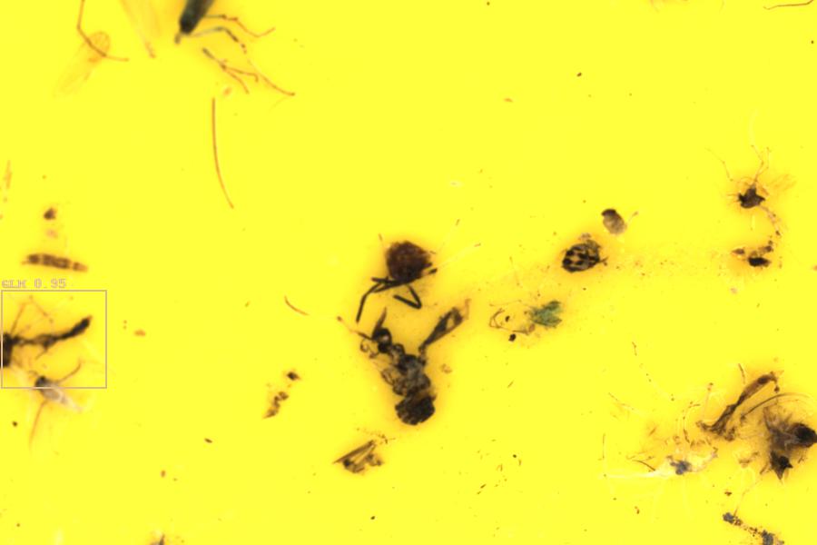 Image 11